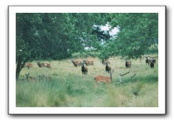 mouflon_082004_02