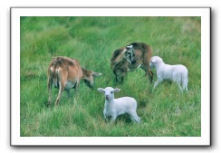 sheep_082004_01