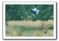 deer_082004_03