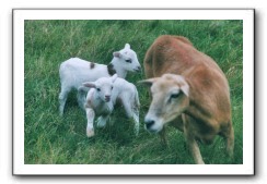 sheep_082004_05