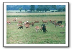 sheep_082004_03