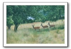 deer_082004_01
